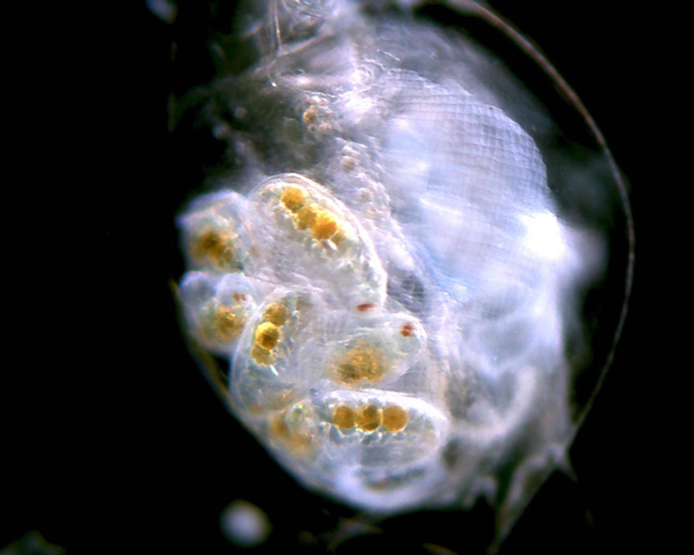 Daphnia